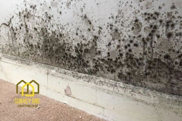 What’s the First Step to Take When You Notice Damp on a Party Wall Sunderland?